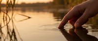 Woman's hand touching calm water surface at golden hour sunset, creating ripples in shallow lake or pond with reeds nearby for nature and wellness concepts.