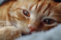 Orange tabby cat close-up portrait with amber eyes resting on white bedding. Domestic feline pet photography for veterinary and animal care content.
