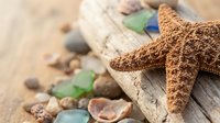 Orange starfish with driftwood, sea glass and shells on sandy beach. Natural coastal decoration elements for summer vacation and marine themed designs.