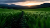 Green wheat field with pathway at sunset in mountain valley landscape for agriculture and farming concepts.