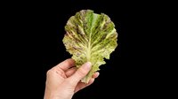 Fresh green lettuce leaf held in a Caucasian male hand, isolated on transparent background, ready for food, health, and nutrition clipart, stickers, or t-shirt design use.