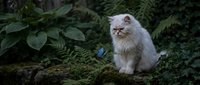 Fluffy white long-haired cat with blue eyes sitting on moss among lush green ferns and foliage in natural garden setting.