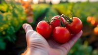 Fresh ripe red cherry tomatoes on vine held in farmer's hand against blurred garden background during golden sunset hour, organic produce harvest.
