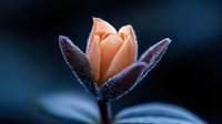 Delicate peach-colored flower bud covered in morning frost crystals against dark blue background, creating dreamy macro photography effect.