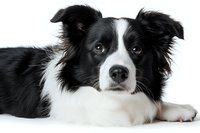 Border Collie dog with black and white fur lying down on white background, close up portrait showing intelligent eyes and distinctive facial markings.