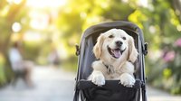 Happy golden retriever dog sitting in black pet stroller outdoors on sunny day with green foliage background for pet care and transportation concepts.