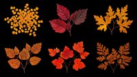 Autumn leaves collection in various fall colors isolated on transparent background, ready for t-shirt design, clipart, stickers, print-on-demand products and sublimation projects.