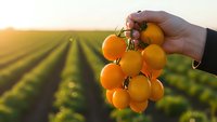 Hand holding fresh ripe yellow cherry tomatoes at sunset in agricultural field with crop rows. Organic farming harvest concept for healthy food production.