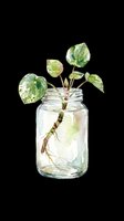 Watercolor plant cutting rooting in a glass mason jar, isolated on transparent background. Great for stickers, t-shirt design, print on demand, and clipart.