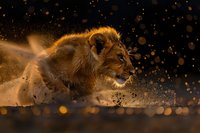 Majestic young lion cub running through dusty savanna at golden hour, with dramatic backlit dust particles creating magical atmosphere perfect for wildlife and nature projects.