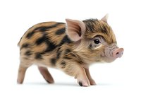 Spotted kunekune piglet with brown and black markings standing on white background, isolated studio shot for design and advertising use.