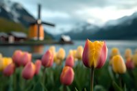 Pink and yellow tulips blooming in spring garden with traditional windmill and mountain lake landscape in soft focus background, moody cloudy sky.