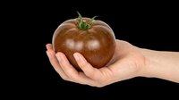 Hand holding a dark heirloom tomato, isolated on transparent background. Ready for food, farming, and organic clipart, stickers, t-shirt design, and print on demand use.