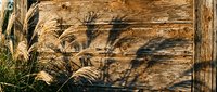 Weathered wooden planks with ornamental grass shadows creating natural patterns. Rustic texture background for organic design projects and nature themes.