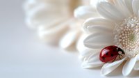 Red ladybug crawling on white gerbera daisy petal against soft blurred background, macro nature photography capturing delicate spring moment.