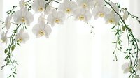 White orchid flowers with green stems creating elegant floral border frame on light background for wedding invitations and romantic design projects.