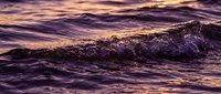 Ocean waves crashing at golden hour with dramatic purple and orange sunset colors reflecting on water surface creating peaceful seascape atmosphere.