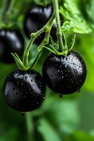Fresh black tomatoes with water drops growing on green vine, macro photography showing detailed texture and natural moisture on dark purple skin.