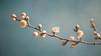 Delicate white plum or cherry blossoms on branch against soft teal background, capturing early spring awakening in minimalist macro photography style.