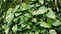 Lush green pothos ivy leaves creating natural foliage background texture for botanical designs and eco-friendly projects.