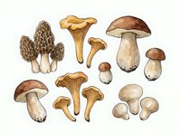 Morel, chanterelle, and porcini mushroom varieties illustrated in watercolor style on isolated white background, suitable for culinary, botanical, and educational design projects.