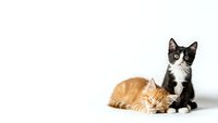 Two adorable kittens sitting together on white background, orange tabby and black with white markings, perfect for pet care designs.