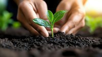 Hands protecting young green plant seedling growing from soil with sunlight, symbolizing environmental care, growth, and sustainability concepts.
