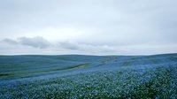 Vast field of blue wildflowers stretching across rolling hills under cloudy sky. Natural landscape perfect for spring and summer nature backgrounds.