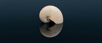 Elegant mute swan gracefully floating on calm dark water with perfect reflection, serene aquatic bird in peaceful natural habitat for wildlife photography.