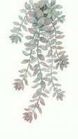 Watercolor hanging succulent plant with cascading green and mauve leaves on white background, isolated for botanical design, home decor, and wedding stationery projects.