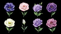 Watercolor lisianthus flowers set in purple, pink, and white tones, isolated on transparent background. Ready for stickers, cards, sublimation, and print on demand design.