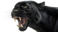 Black panther head with open mouth showing fangs and teeth against white background, aggressive wild cat portrait in profile isolated for design use.