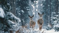 Two young deer standing together in snowy winter forest with falling snowflakes and evergreen trees creating magical woodland scene for nature photography.