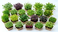 Fresh microgreens variety collection in biodegradable pots on white background. Organic sprouts including wheatgrass, radish, pea shoots for healthy eating.