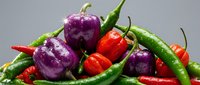 Fresh colorful chili peppers and bell peppers with water droplets on gray background for cooking and spicy food preparation.
