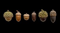 Acorn collection isolated on transparent background, ready for clipart, t-shirt design, stickers, print-on-demand products, and sublimation projects.