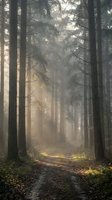 Misty forest path with sunbeams filtering through tall pine trees creating atmospheric lighting and peaceful woodland scenery for nature backgrounds.