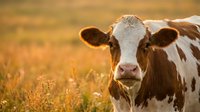 Holstein dairy cow grazing in golden sunset pasture field. Farm animal agriculture livestock cattle ranching rural countryside meadow grass feeding.