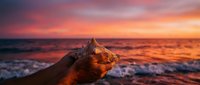 Hand holding seashell at ocean beach during golden hour sunset with warm pink and orange sky colors reflecting on water waves creating romantic peaceful moment.