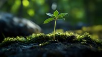 Young green seedling growing from fertile soil with moss in natural sunlight, representing growth, new beginnings, and environmental conservation. Macro nature photography.