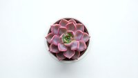 Purple succulent plant in black pot isolated on white background for home decor and gardening projects.