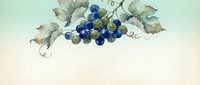 Watercolor bunch of blue and green grapes with vine leaves on a soft mint background, vintage botanical art for cards and prints.