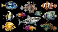 Colorful tropical fish collection isolated on transparent background, ready for t-shirt designs, clipart, stickers, print-on-demand products, and sublimation projects.