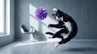 Black and white cat jumping playfully in modern minimalist room with concrete walls, wooden floor, white chair and purple pom pom toy suspended from ceiling.