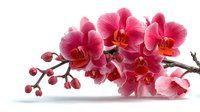 Vibrant pink orchid branch with blooming flowers and buds on white background, isolated for floral design projects and botanical illustrations.