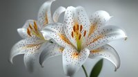 White oriental lily flower with orange speckled petals and prominent stamens in soft focus macro photography against blurred gray background.