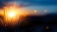 Golden wheat ears silhouetted against bright sunrise with warm sunbeams and lens flares creating dreamy agricultural landscape for harvest season concepts.