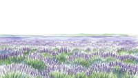 Lavender field landscape with purple flowers and green foliage stretching to horizon under soft sky for aromatherapy wellness spa natural products.