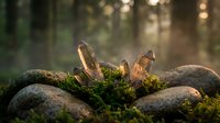 Mushrooms growing on mossy log in enchanted forest with golden sunlight filtering through trees creating magical woodland atmosphere for nature photography.