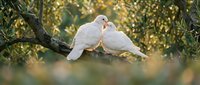 Two white doves sitting close together on tree branch with soft golden bokeh background creating romantic peaceful nature scene for love concepts.
